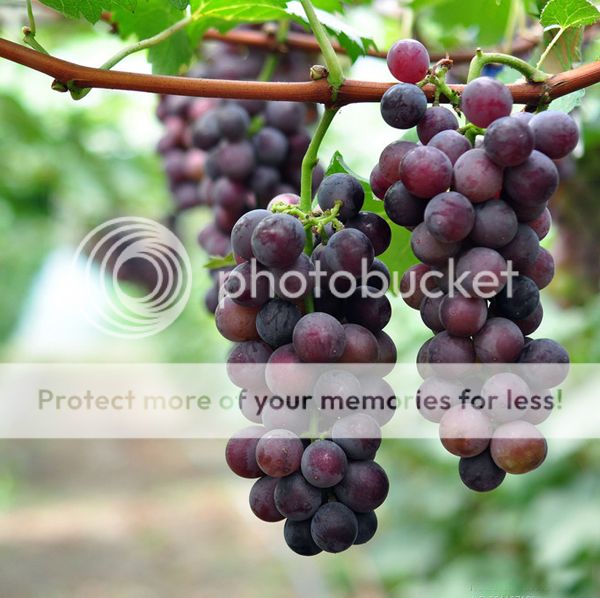 50 Mixed Grape Seeds Vitis Vinifera Delicious Fresh Fruit Bulk Garden